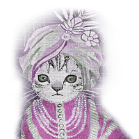 chat cat - png gratuito