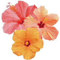 Fleurs.Flowers.gif.orange.pink.Victoriabea - Bezmaksas animēts GIF