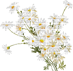 hoa e - Nemokamas animacinis gif