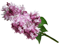 kukka flower fleur - 免费PNG