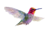 Hummingbird - Free PNG