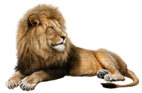 lion by nataliplus - PNG gratuit