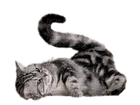 gatto png laurachan - PNG gratuit