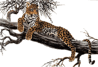 leopardo - GIF animado grátis