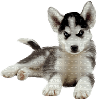 Siberian Husky - ücretsiz png