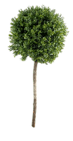 dolceluna tree bush - PNG gratuit