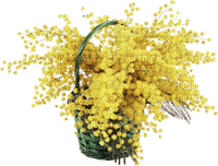 mimosa - png grátis