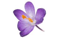 crocus flower - gratis png