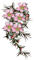 Australian native flowers bp - Free PNG