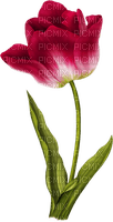 fleur tulipe - zadarmo png
