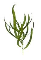 Морские водоросли - nemokama png