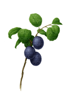 kikkapink plant ulive - бесплатно png