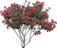 Kaz_Creations Bush Flowers - ingyenes png