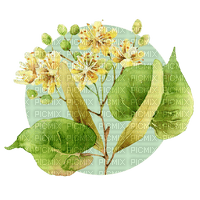 Sweet Linden Blossom - darmowe png