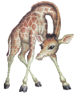 giraffe - Ingyenes animált GIF