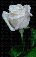 Rosa blanca - PNG gratuit