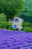 Lavendelfeld - Animovaný GIF zadarmo