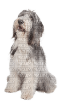 bearded collie 2 - δωρεάν png