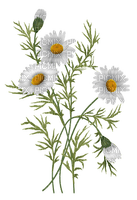 daisies sunshine3 - ücretsiz png