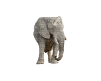 elephant elefantti wild animal villieläin - zadarmo png
