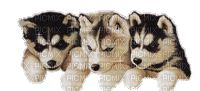 trois chiens - Animovaný GIF zadarmo