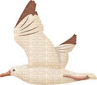 Oiseau Blanc Brun:) - darmowe png