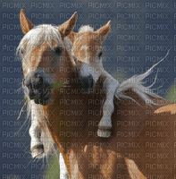 horse with foal bp - zdarma png