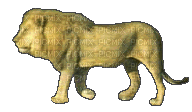 löwe, lion - Bezmaksas animēts GIF