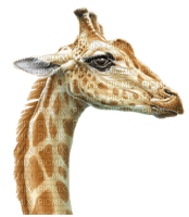 giraffe - Free PNG