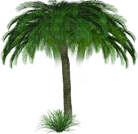 palm by nataliplus - gratis png