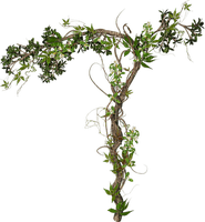 climbing plant