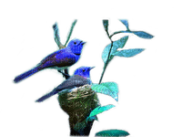 AVES - 免费PNG