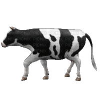 Walking Cow - GIF animado gratis