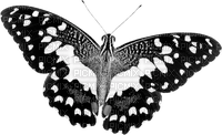 black butterfly Bb2 - PNG gratuit