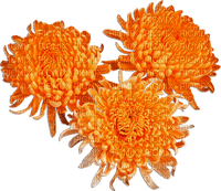 soave deco flowers  Chrysanthemums orange - png ฟรี