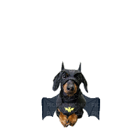Bat Dog - GIF เคลื่อนไหวฟรี