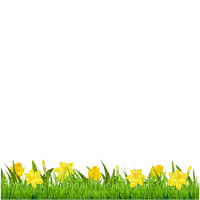 daffodils png - Free PNG