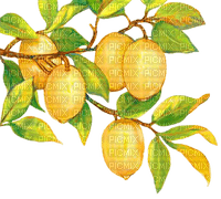 soave deco branch tree lemon summer fruit yellow