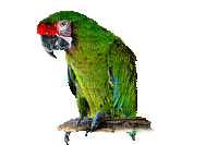 papuga - Ilmainen animoitu GIF
