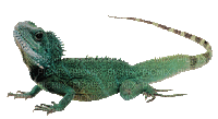 camaleon by EstrellaCristal - Gratis animeret GIF