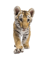 Bébé tigre - zdarma png
