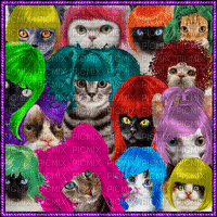 Cats in Colorful Wigs gif - 免费动画 GIF