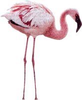 Kaz_Creations Flamingos Birds Bird - δωρεάν png
