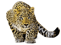 leopard - gratis png