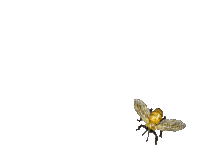 honey bee bp - GIF animate gratis