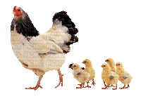 chicken bp - GIF animé gratuit