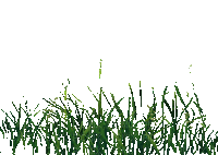 l'herbe - GIF animé gratuit