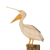 Pelican - Free PNG