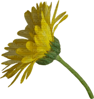 flower by nataliplus - Free PNG