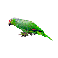 aves - kostenlos png